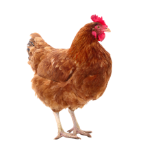 الدواجن بانواعه